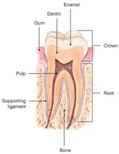 A tooth is shown with the root and gum in it.