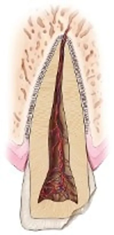 A cross section of the inside of a tooth.