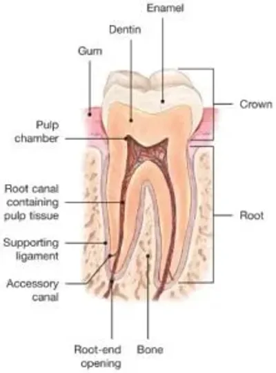 A cross section of the tooth shows root, crown and tissue.