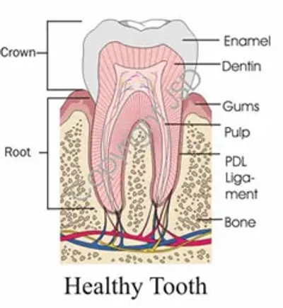 A cross section of the tooth shows all the teeth and its parts.